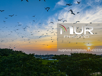 Flocks of egrets are hovering in a forest in Shaxi town, Taicang city, East China's Jiangsu province, on July 22, 2024. (