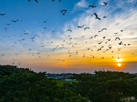 Flocks of egrets are hovering in a forest in Shaxi town, Taicang city, East China's Jiangsu province, on July 22, 2024. (