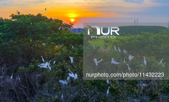 Flocks of egrets are hovering in a forest in Shaxi town, Taicang city, East China's Jiangsu province, on July 22, 2024. 