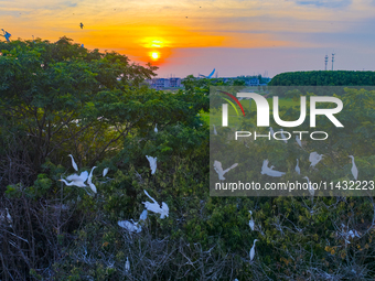 Flocks of egrets are hovering in a forest in Shaxi town, Taicang city, East China's Jiangsu province, on July 22, 2024. (