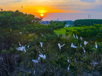 Flocks of egrets are hovering in a forest in Shaxi town, Taicang city, East China's Jiangsu province, on July 22, 2024. (