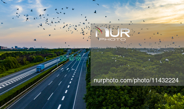 Flocks of egrets are hovering in a forest in Shaxi town, Taicang city, East China's Jiangsu province, on July 22, 2024. 