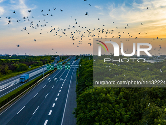 Flocks of egrets are hovering in a forest in Shaxi town, Taicang city, East China's Jiangsu province, on July 22, 2024. (