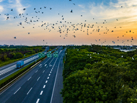 Flocks of egrets are hovering in a forest in Shaxi town, Taicang city, East China's Jiangsu province, on July 22, 2024. (