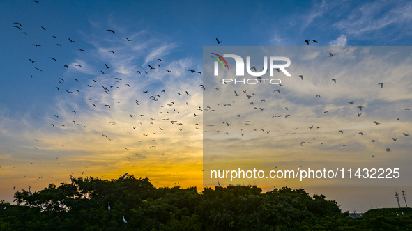 Flocks of egrets are hovering in a forest in Shaxi town, Taicang city, East China's Jiangsu province, on July 22, 2024. 