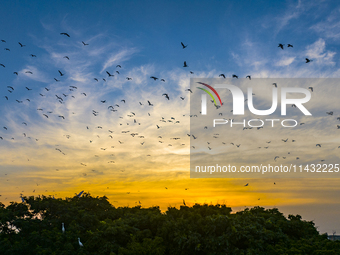 Flocks of egrets are hovering in a forest in Shaxi town, Taicang city, East China's Jiangsu province, on July 22, 2024. (