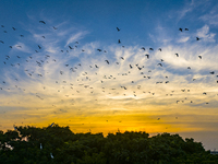 Flocks of egrets are hovering in a forest in Shaxi town, Taicang city, East China's Jiangsu province, on July 22, 2024. (