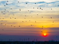 Flocks of egrets are hovering in a forest in Shaxi town, Taicang city, East China's Jiangsu province, on July 22, 2024. (