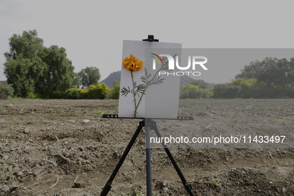 A view of land and cobbles where the symbolic sowing of Cempasuchil Flower seeds is being carried out during the presentation of the strateg...