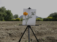 A view of land and cobbles where the symbolic sowing of Cempasuchil Flower seeds is being carried out during the presentation of the strateg...