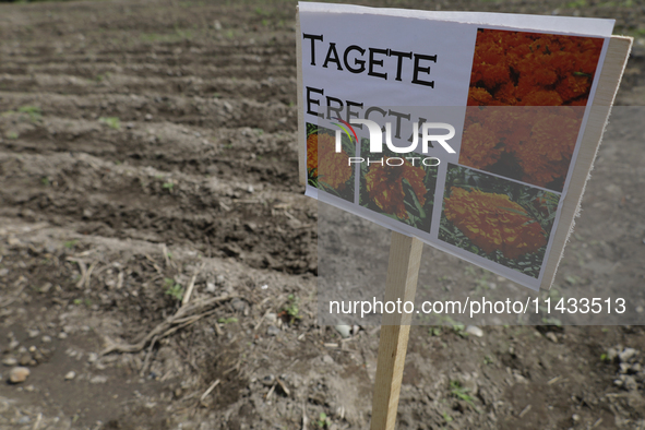 A view of land and cobbles where the symbolic sowing of Cempasuchil Flower seeds is being carried out during the presentation of the strateg...