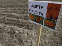 A view of land and cobbles where the symbolic sowing of Cempasuchil Flower seeds is being carried out during the presentation of the strateg...