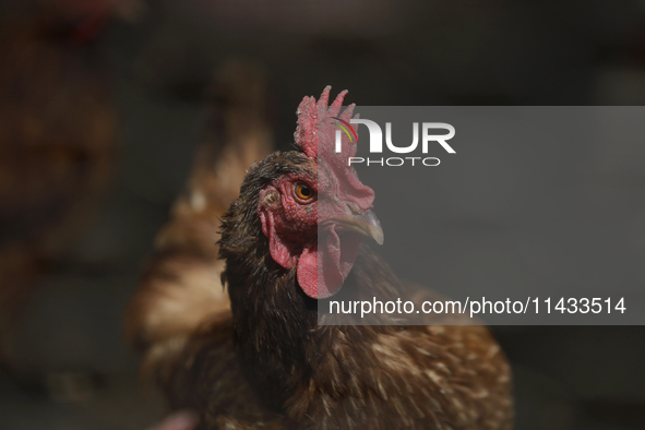 View of some chickens in a corral during a pre-Hispanic ceremony to Mother Earth during the presentation of the strategic project for the co...