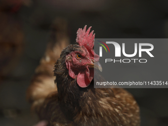 View of some chickens in a corral during a pre-Hispanic ceremony to Mother Earth during the presentation of the strategic project for the co...