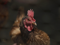 View of some chickens in a corral during a pre-Hispanic ceremony to Mother Earth during the presentation of the strategic project for the co...