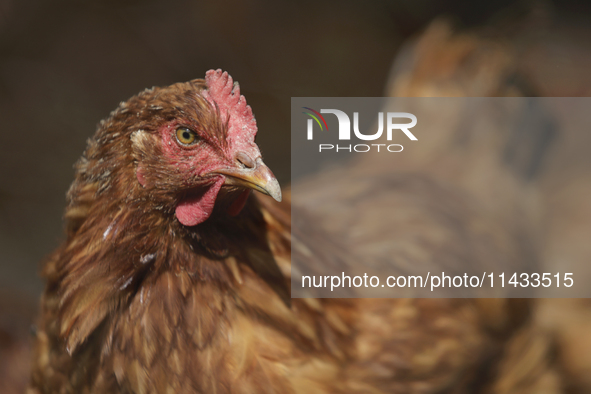 View of some chickens in a corral during a pre-Hispanic ceremony to Mother Earth during the presentation of the strategic project for the co...