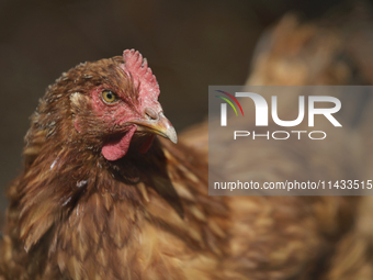 View of some chickens in a corral during a pre-Hispanic ceremony to Mother Earth during the presentation of the strategic project for the co...