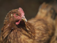 View of some chickens in a corral during a pre-Hispanic ceremony to Mother Earth during the presentation of the strategic project for the co...