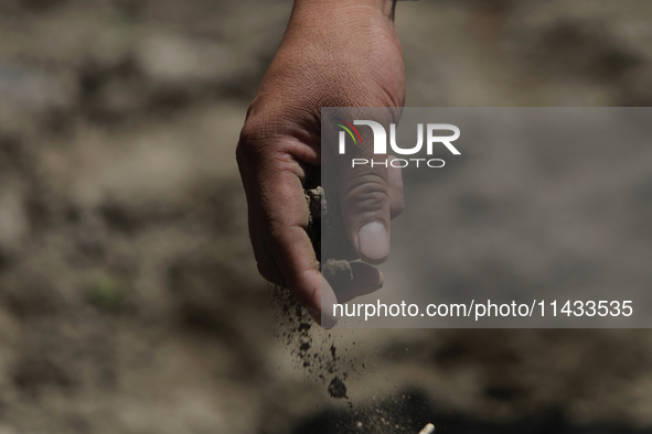 They are symbolically sowing Cempasuchil Flower seeds during the presentation of the strategic project for the conservation of the Cempoalxo...