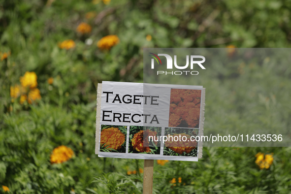 A view of land and cobbles where the symbolic sowing of Cempasuchil Flower seeds is being carried out during the presentation of the strateg...