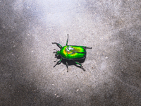 A scarab beetle Heterorhina elegans is belonging to the flower chafer subfamily and is found in India and Sri Lanka. Its genus name is frequ...