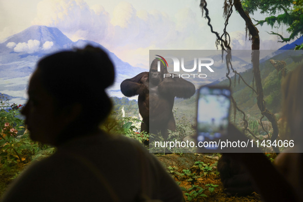  Gorilla model in Hall of African Mammals at American Museum of Natural History in New York City, United States of America on July 7th, 2024...