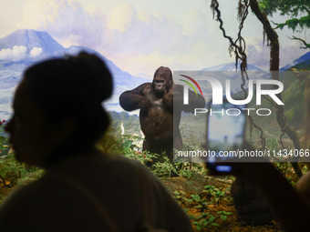  Gorilla model in Hall of African Mammals at American Museum of Natural History in New York City, United States of America on July 7th, 2024...