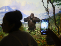  Gorilla model in Hall of African Mammals at American Museum of Natural History in New York City, United States of America on July 7th, 2024...