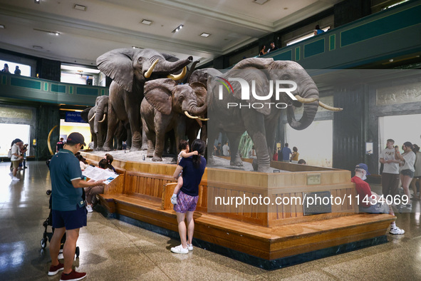  East Afrikan elephants in Akeley Hall of African Mammals at American Museum of Natural History in New York City, United States of America o...