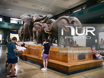  East Afrikan elephants in Akeley Hall of African Mammals at American Museum of Natural History in New York City, United States of America o...