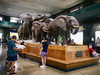  East Afrikan elephants in Akeley Hall of African Mammals at American Museum of Natural History in New York City, United States of America o...