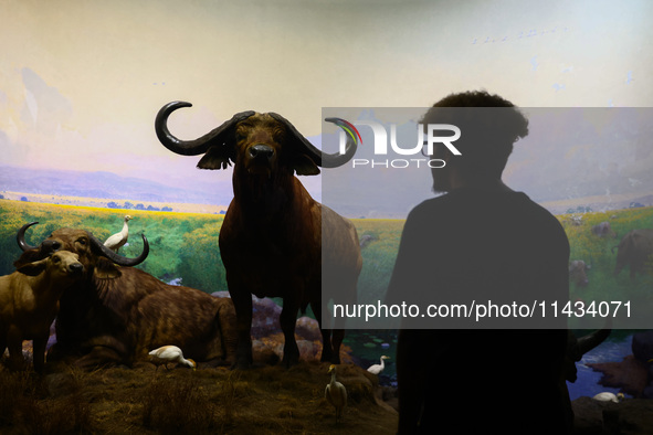  Buffalo models at American Museum of Natural History in New York City, United States of America on July 7th, 2024.  