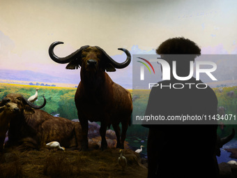  Buffalo models at American Museum of Natural History in New York City, United States of America on July 7th, 2024.  (