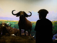  Buffalo models at American Museum of Natural History in New York City, United States of America on July 7th, 2024.  (