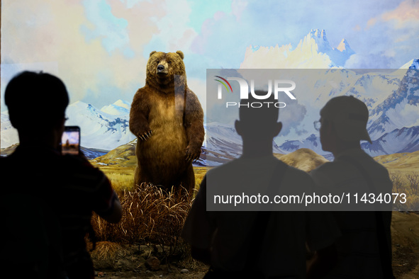 Diorama of Alaska Peninsula brown bears in the Hall of North American Mammals at American Museum of Natural History in New York City, United...