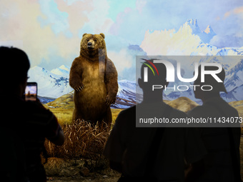 Diorama of Alaska Peninsula brown bears in the Hall of North American Mammals at American Museum of Natural History in New York City, United...