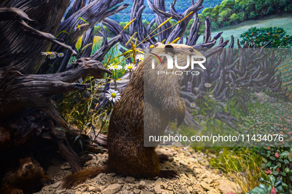  Groundhog model at American Museum of Natural History in New York City, United States of America on July 7th, 2024.  