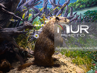  Groundhog model at American Museum of Natural History in New York City, United States of America on July 7th, 2024.  (