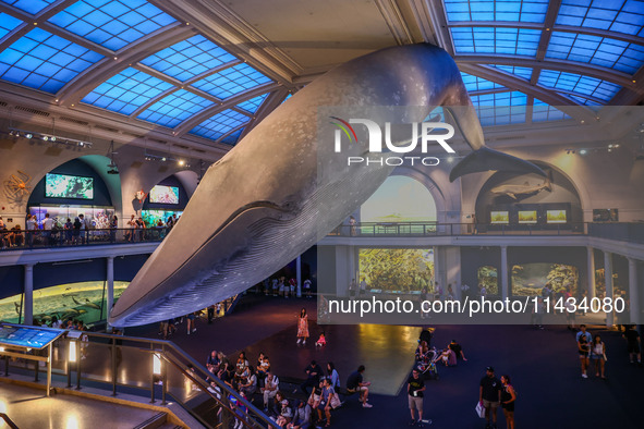  Model of a blue whale in the Milstein Family Hall of Ocean Life at American Museum of Natural History in New York City, United States of Am...