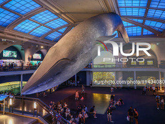  Model of a blue whale in the Milstein Family Hall of Ocean Life at American Museum of Natural History in New York City, United States of Am...