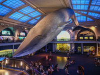  Model of a blue whale in the Milstein Family Hall of Ocean Life at American Museum of Natural History in New York City, United States of Am...