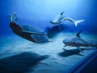 Turtle and sharks models in the Milstein Family Hall of Ocean Life at American Museum of Natural History in New York City, United States of...