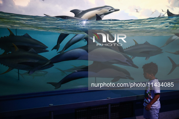  Dolphines models in the Milstein Family Hall of Ocean Life at American Museum of Natural History in New York City, United States of America...