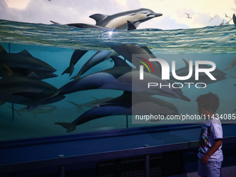  Dolphines models in the Milstein Family Hall of Ocean Life at American Museum of Natural History in New York City, United States of America...