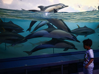  Dolphines models in the Milstein Family Hall of Ocean Life at American Museum of Natural History in New York City, United States of America...