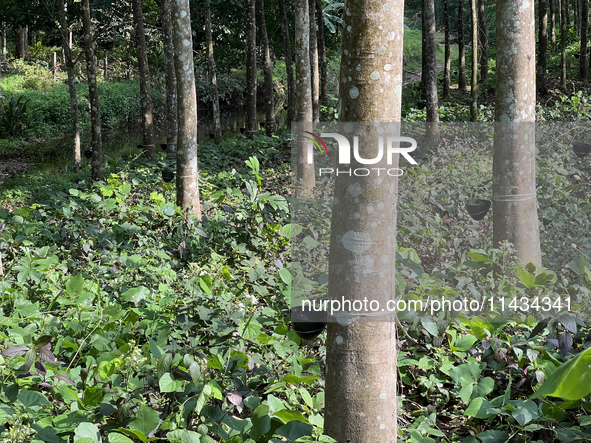 Bowls are collecting latex dripping from slashes in rubber trees at a rubber estate in Konni, Pathanamthitta, Kerala, India, on April 05, 20...