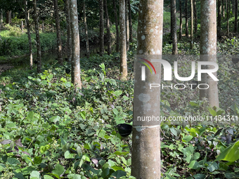 Bowls are collecting latex dripping from slashes in rubber trees at a rubber estate in Konni, Pathanamthitta, Kerala, India, on April 05, 20...