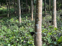 Bowls are collecting latex dripping from slashes in rubber trees at a rubber estate in Konni, Pathanamthitta, Kerala, India, on April 05, 20...