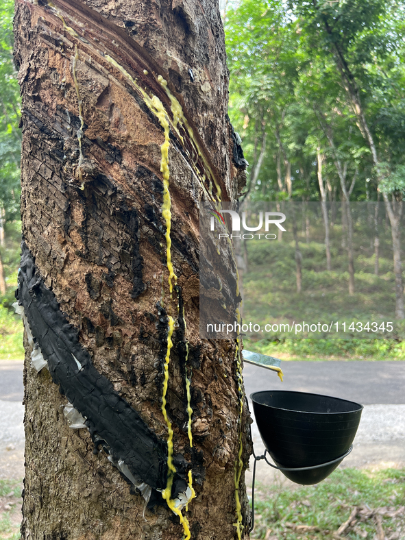 A bowl is collecting latex dripping from a slash in a rubber tree at a rubber estate in Konni, Pathanamthitta, Kerala, India, on April 05, 2...