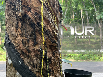 A bowl is collecting latex dripping from a slash in a rubber tree at a rubber estate in Konni, Pathanamthitta, Kerala, India, on April 05, 2...